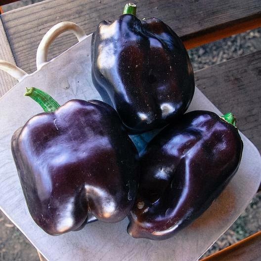 Purple Beauty Bell Pepper Seeds Non-GMO Heirloom, Shipped with Tracking