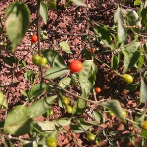 25 Chiltepin Pepper Seeds Non-GMO USA Seller