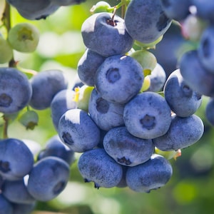 Highbush Blueberry Seeds Non-Gmo, Shipped With Tracking, Fresh Blueberry Seeds, Gardening Gift, Grow Your Own Blueberries