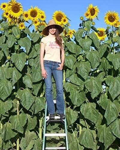 Skyscraper Sunflower Seeds Non-Gmo, Tracking Included, Non-GMO