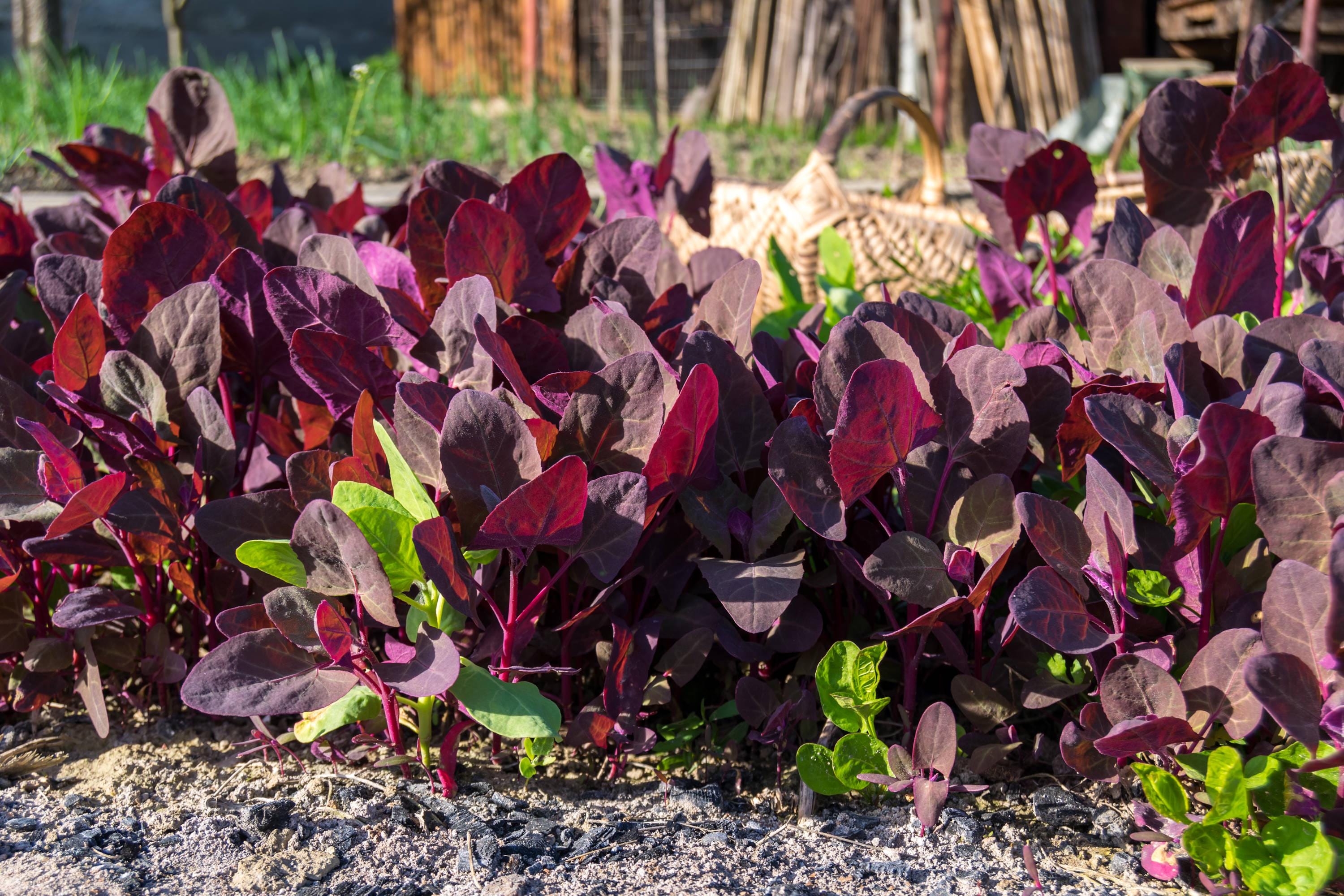 300 Bright Red Orach Seeds – French Spinach (Atriplex Hortensis) – Free Shipping - View #4
