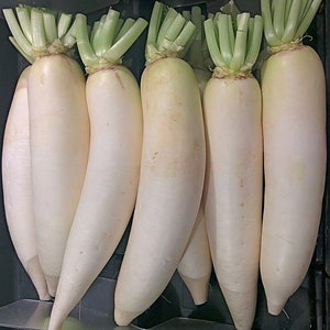 May include: A group of six white radishes with green tops, arranged in a row on a black surface.