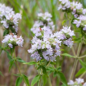 Mountain Mint Seeds Pycnanthemum pilosum Non-GMO, Tracking Included, Herbal Garden Plant, Native Wildflower Seeds
