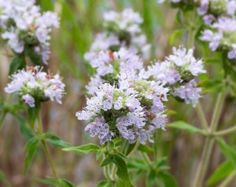 Mountain Mint Seeds Pycnanthemum pilosum Non-GMO, Tracking Included, Herbal Garden Plant, Native Wildflower Seeds