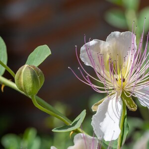 a close up of a flower on a plant