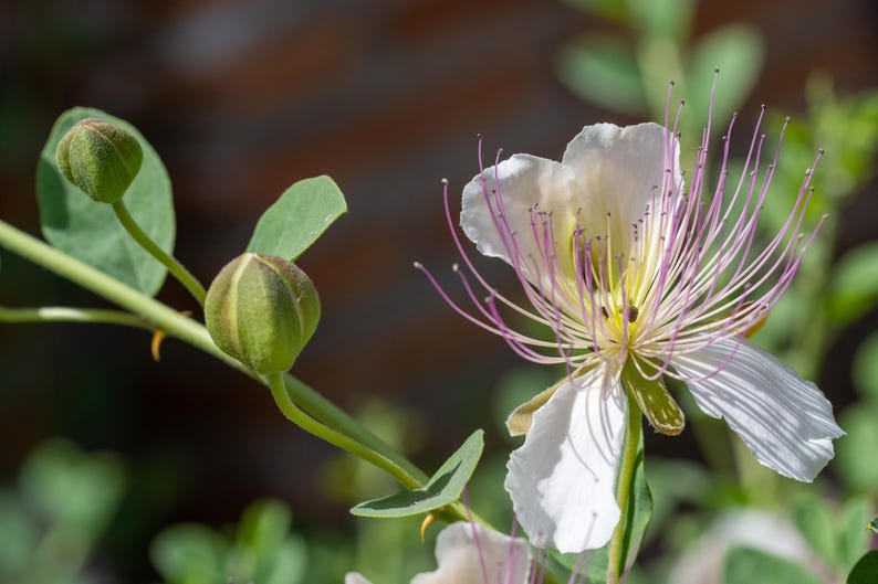a close up of a flower on a plant