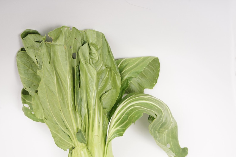 Gai Choy (Brassica juncea) | cercatoridisemi