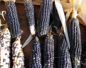 30 Hopi Blue Corn Seeds Heirloom Non-GMO USA Seller