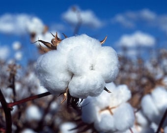 100 White Cotton Gossypium Seeds Non-Gmo Shipped With Tracking