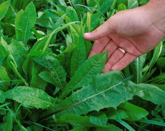 Oasis Chicory Endive Seeds Non-GMO, Tracking Shipment, Garden Seed Pack, Gift Idea
