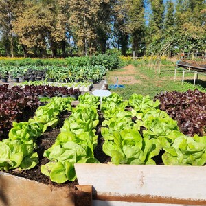 a garden filled with lots of lettuce next to trees