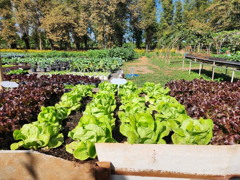 a garden filled with lots of lettuce next to trees