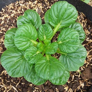 a close up of a plant in a pot