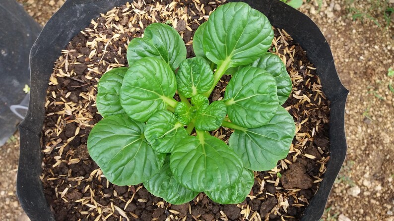 a close up of a plant in a pot