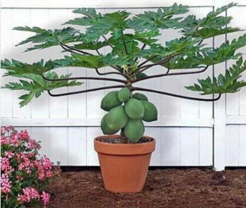25 Waimanalo Papaya Seeds Bears Very Low To Ground USA Seller image 1
