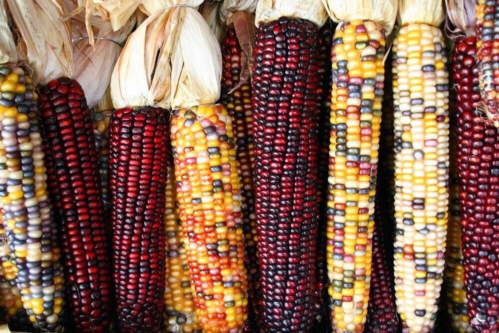 Treated Corn Seeds, Indian Ornamental Variety, Non-GMO, Shipped with Tracking