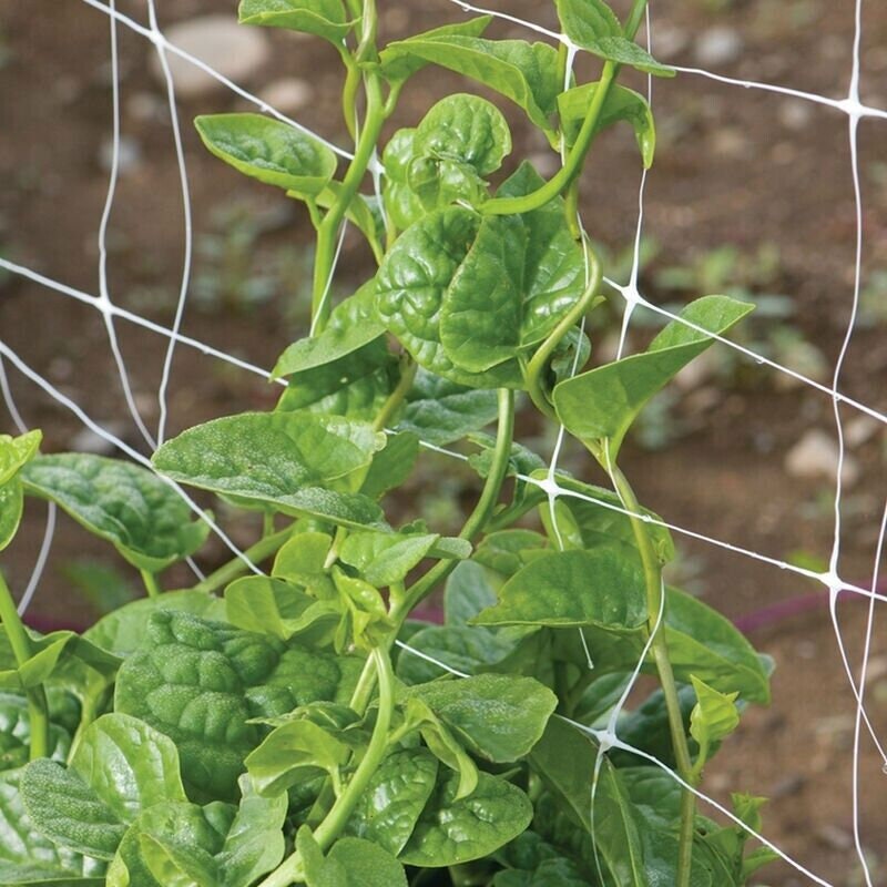 Green Malabar Spinach Seeds, Non-GMO, Basella Ruba, Tracking Included
