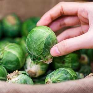 Long Island Improved Brussels Sprouts Seeds Non-GMO Heirloom, Tracking Included, Garden Seeds, Heirloom Seeds, Planting Seeds