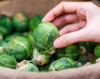 Long Island Improved Brussels Sprouts Seeds Non-GMO Heirloom, Tracking Included, Garden Seeds, Heirloom Seeds, Planting Seeds
