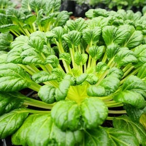 a close up of a bunch of green plants