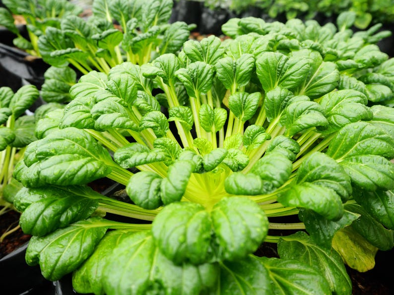 a close up of a bunch of green plants