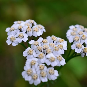 Caraway Seeds for Growing, Non-GMO, With Tracking, Culinary Herb Seeds, Urban Gardening