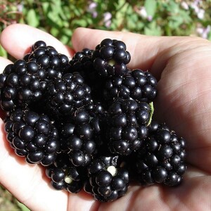 100 SEEDS Organic Blackberry Blackberries Non-GMO USA Home Grown Very Sweet