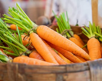 May include: A basket full of fresh orange carrots with green tops.