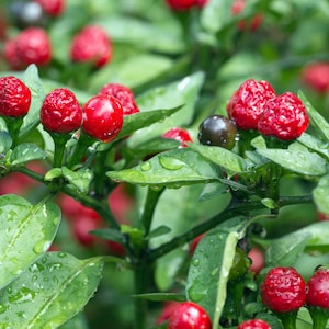 Chiltepin Pepper Seeds With Tracking, Non-GMO Seeds, Spicy Gardening, Heirloom Vegetable Seeds