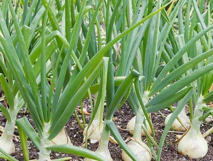 Treated Vidalia Sweet Onion Seeds, Heirloom Non-GMO Seeds, Tracking Included