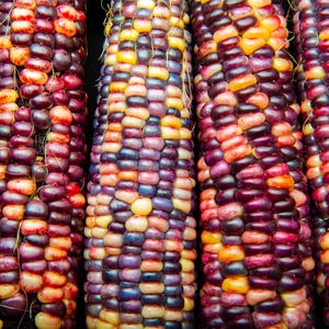 Treated Corn Seeds, Indian Ornamental Variety, Heirloom Non-GMO, Shipped with Tracking, Gardening Supply