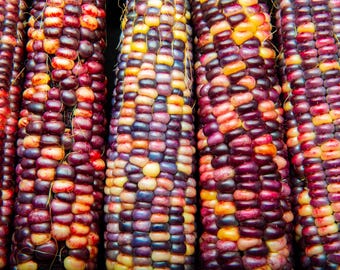 Treated Corn Seeds, Indian Ornamental Variety, Heirloom Non-GMO, Shipped with Tracking, Gardening Supply