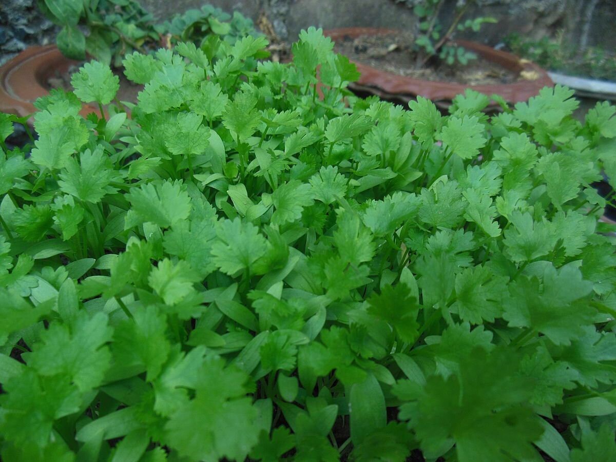 Cilantro Coriander Seeds NON-GMO with Tracking, Herb Seeds