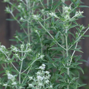 1000 Mountain Mint Seeds Pycnanthemum pilosum