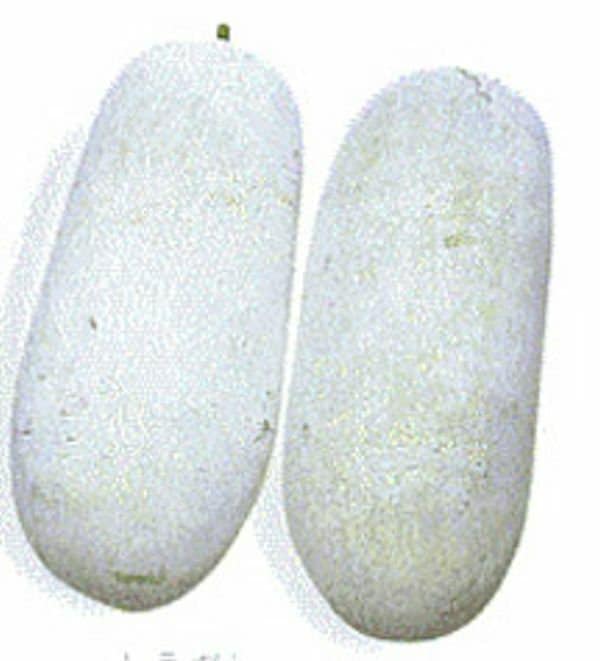 20 Wax Gourd Fuzzy Winter Melon Oblong Seeds Benincasa Hispida Usa Free Shipping