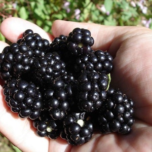 50 SEEDS Organic Blackberry Blackberries Non-GMO USA Home Grown Very Sweet