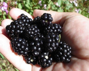 May include: A hand holding a handful of ripe blackberries. The berries are plump and juicy, and they are arranged in a cluster.