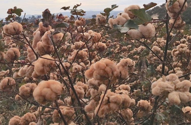 Brown Cotton Gossypium Seeds, Fast Shipping with Tracking, Rare Seeds, Gardening