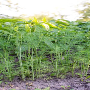 a bunch of plants that are growing in the dirt