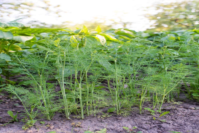 a bunch of plants that are growing in the dirt