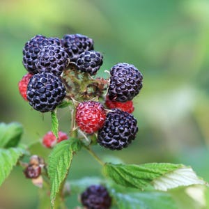 Organic Black Raspberry Bush Seeds, Sweet & Pesticide-Free, Shipped with Tracking, Gardening Gift