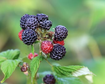 Organic Black Raspberry Bush Seeds, Sweet & Pesticide-Free, Shipped with Tracking, Gardening Gift