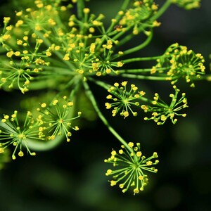 a close up of a plant with yellow flowers
