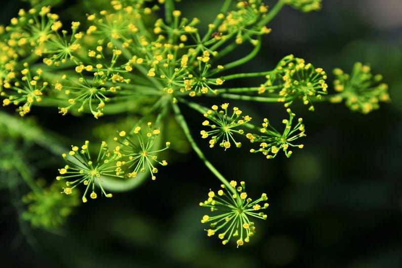 a close up of a plant with yellow flowers