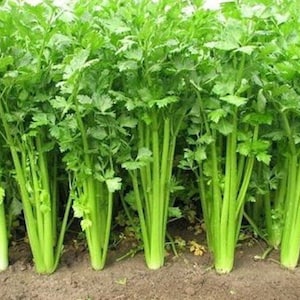 May include: A close-up of a row of fresh celery plants. The celery stalks are a vibrant green, with leafy tops. The plants are growing in dark soil, showing the base of the stalks. The image highlights the freshness and natural growth of the celery.