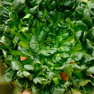 a close up of a bunch of green leafy vegetables