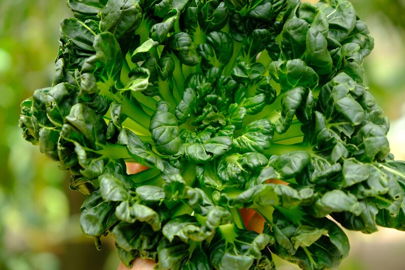 a close up of a bunch of green leafy vegetables