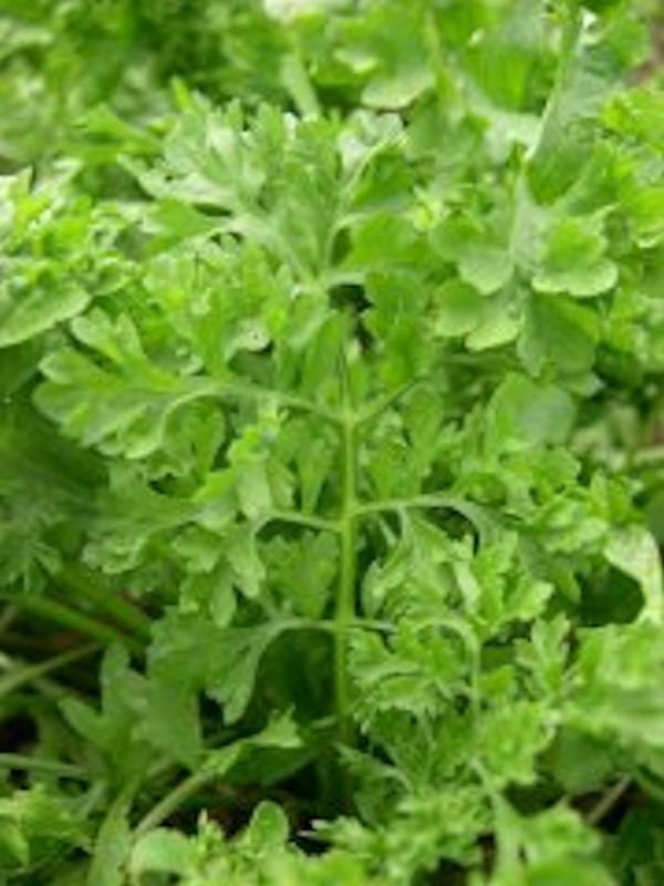 Curled Garden Cress Seeds, Non-GMO Heirloom, Shipped With Tracking