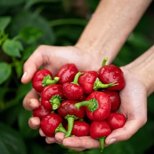 Red Cherry Hot Pepper Seeds, Heirloom, Non-GMO, Large Size, Shipped with Tracking, Urban Gardening