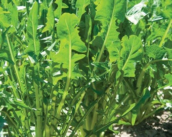 Heirloom Italian Dandelion Catalogna Emerald Endive Seeds, Tracking Included, Fresh Garden Seeds, Urban Gardening